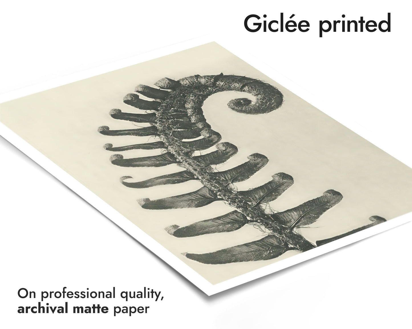 Ormbunkar och blommor