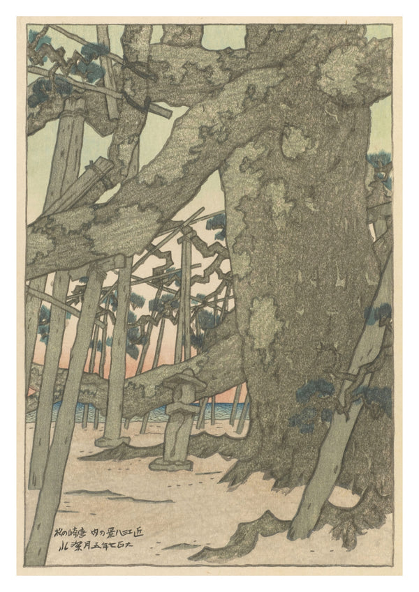 Pine trees at Karasaki