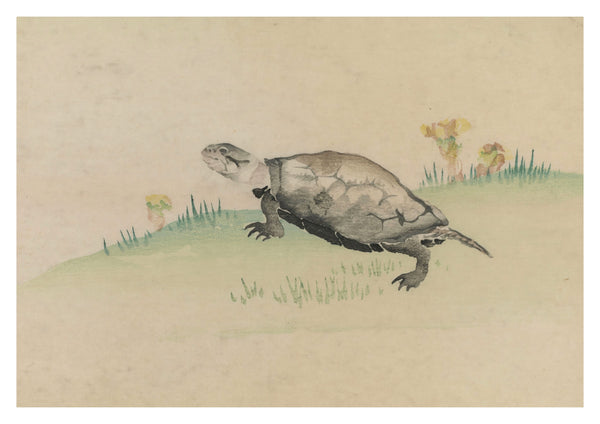 Schildpad