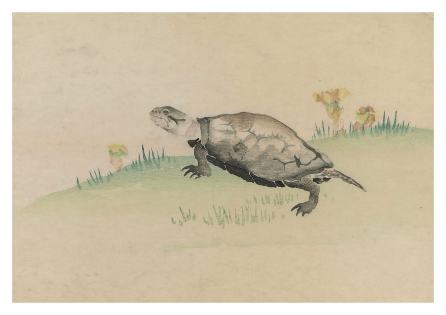 Schildpad - Print Only frame