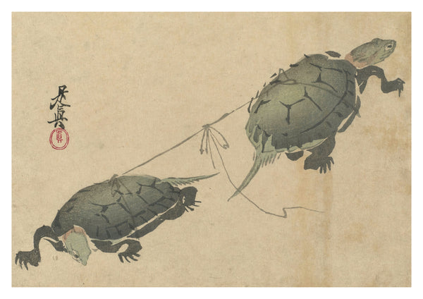 Touwtrekwedstrijd Schildpadden