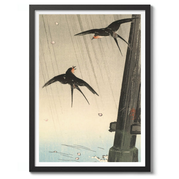 Swallows