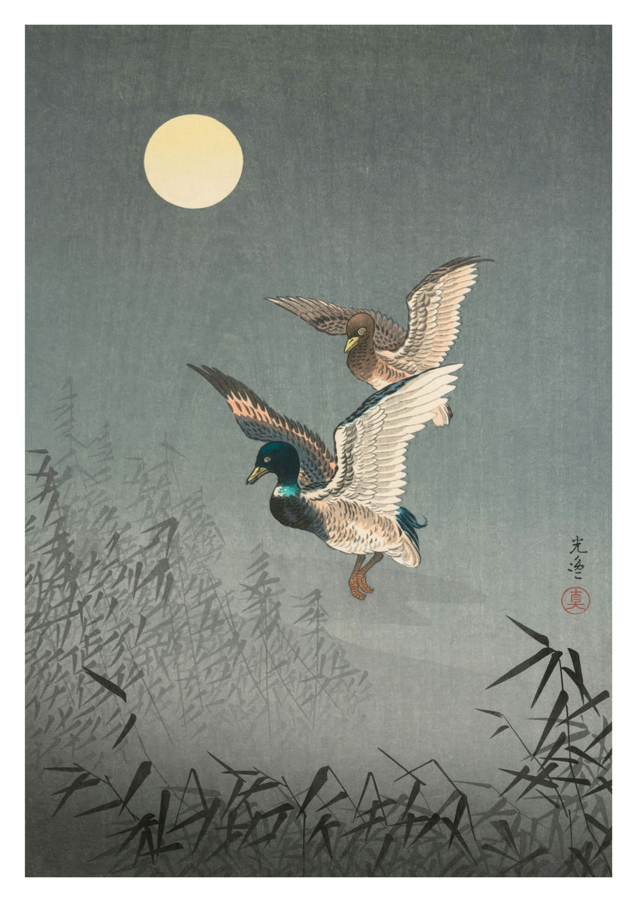 Ducks - Print Only frame