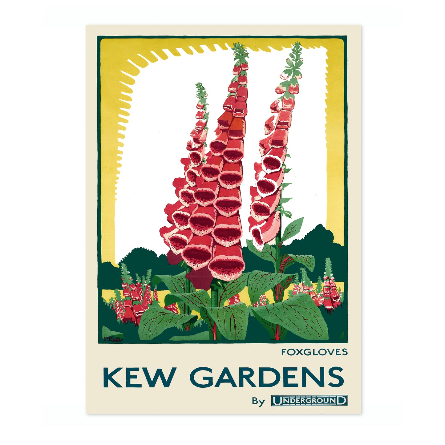 Kew Gardens, Foxgloves