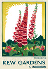Kew Gardens, Foxgloves print