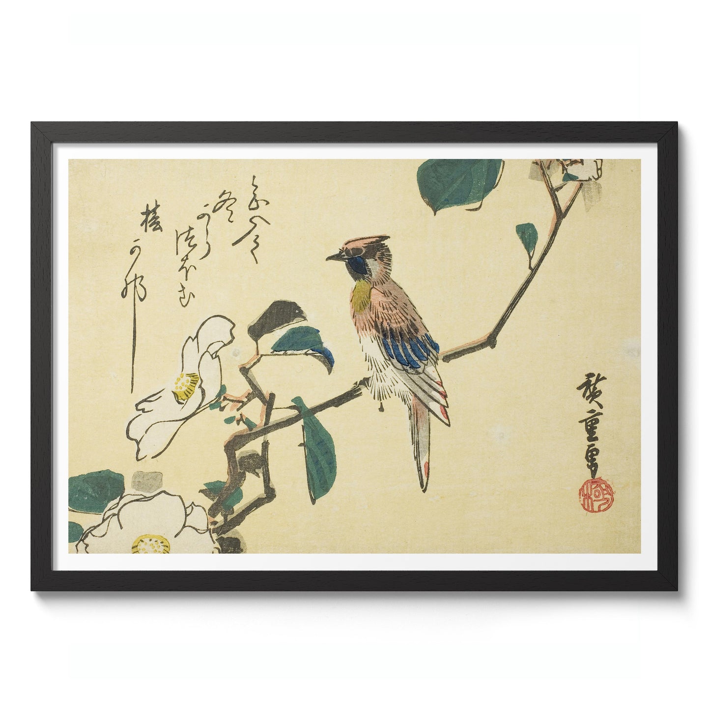 Schwarzscheitel-Schmuckkuckuck am Camellia Beach