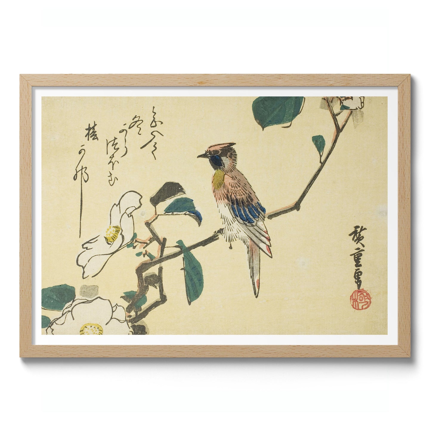 Schwarzscheitel-Schmuckkuckuck am Camellia Beach