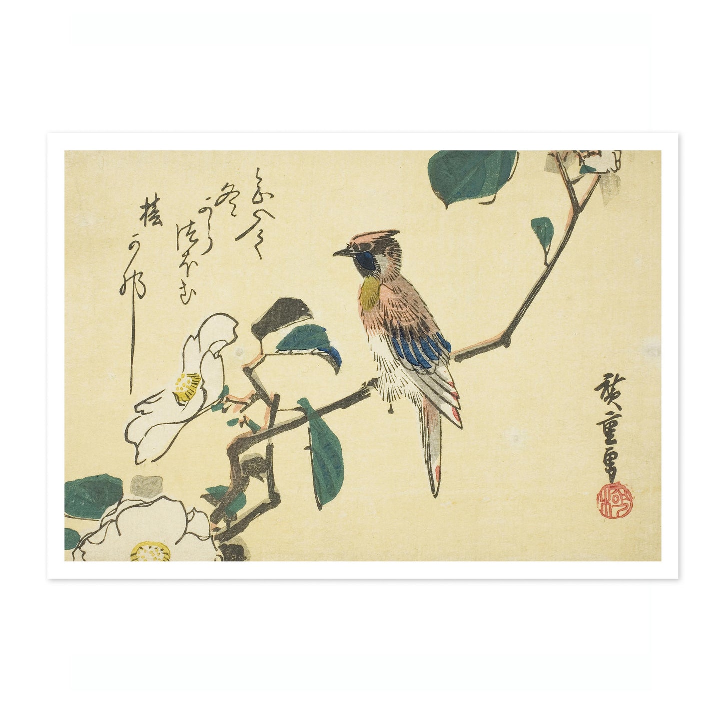 Schwarzscheitel-Schmuckkuckuck am Camellia Beach