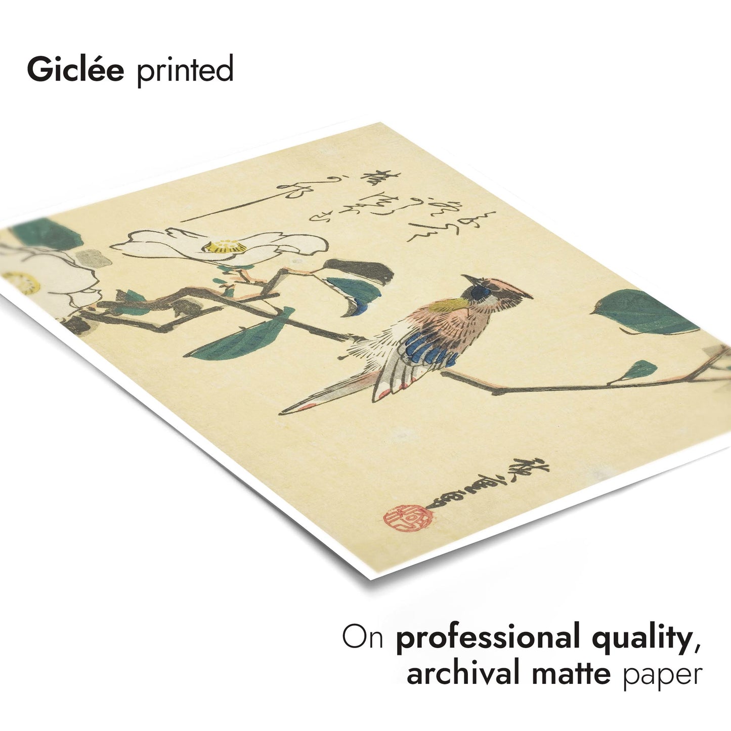 Schwarzscheitel-Schmuckkuckuck am Camellia Beach