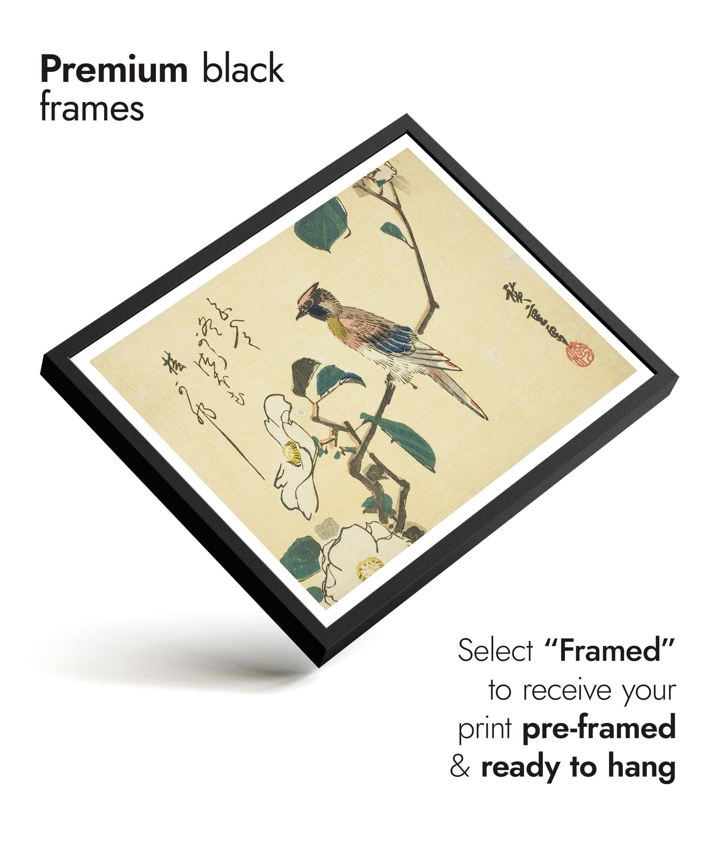 Schwarzscheitel-Schmuckkuckuck am Camellia Beach