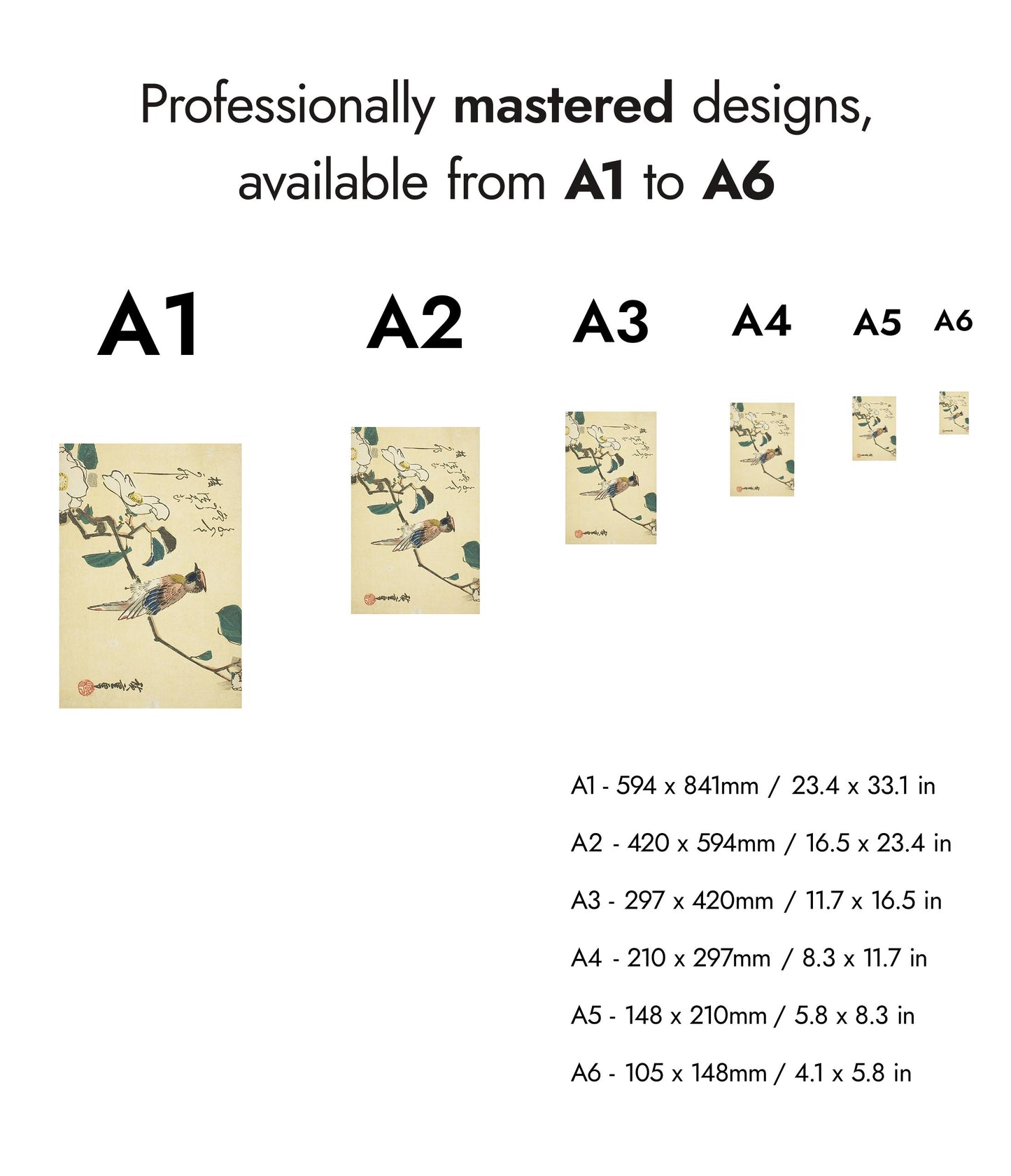 Schwarzscheitel-Schmuckkuckuck am Camellia Beach