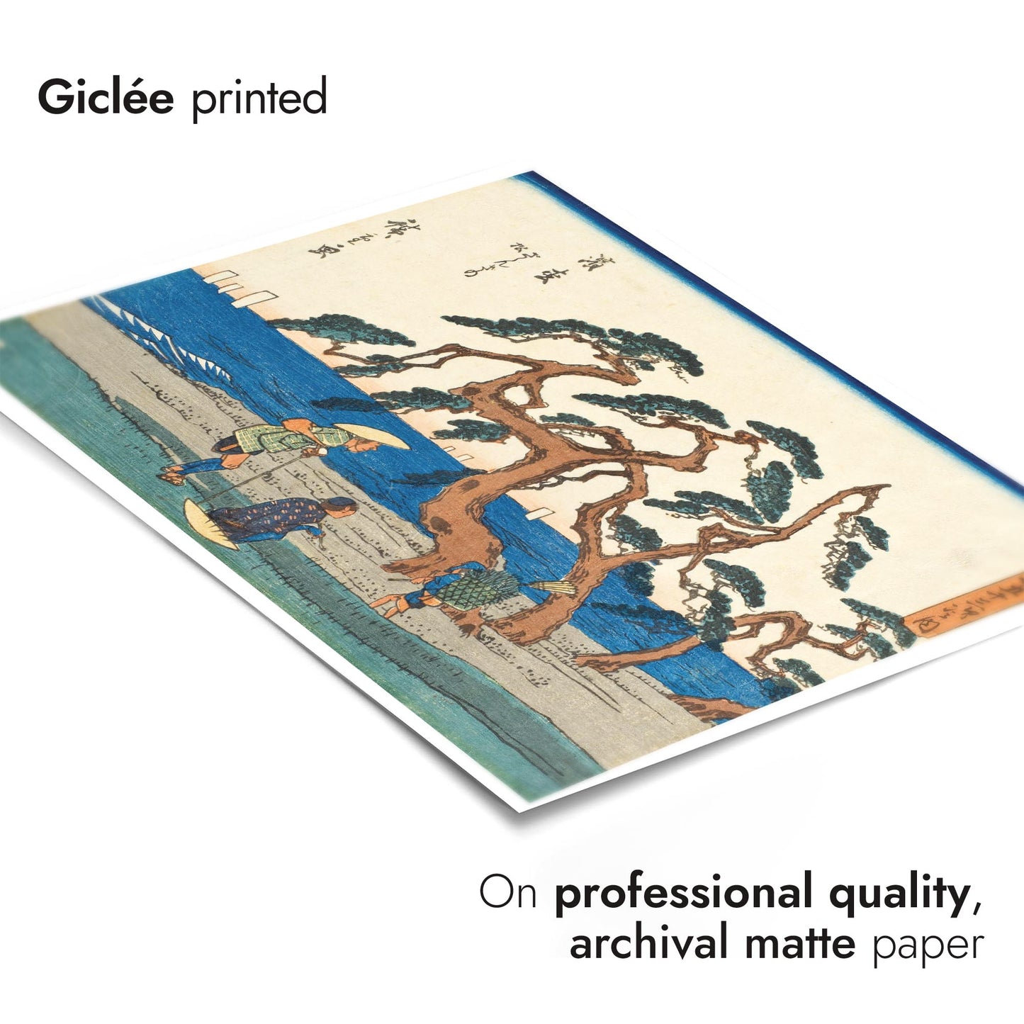 Le champ de pins à Hamamatsu