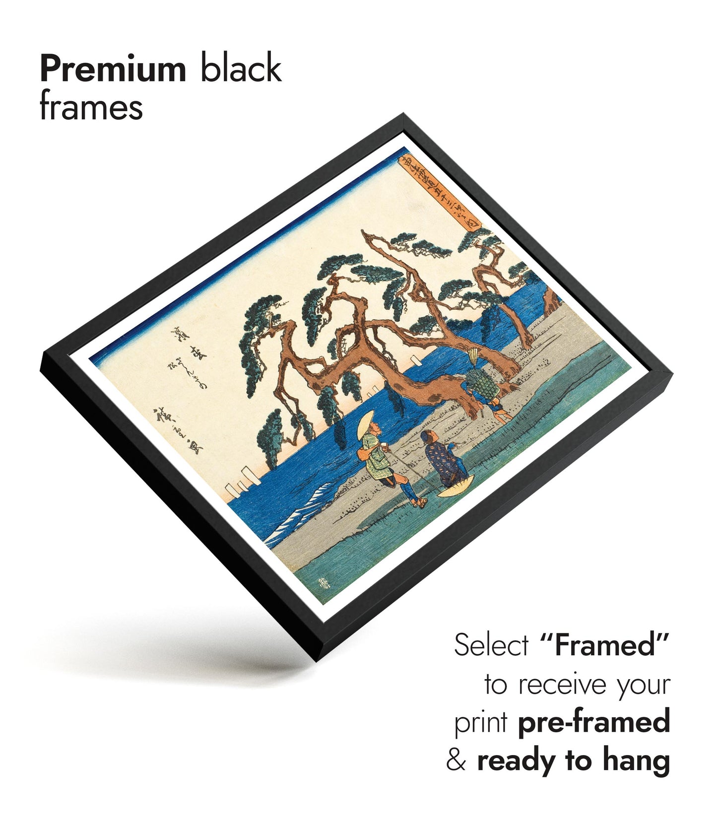 Le champ de pins à Hamamatsu