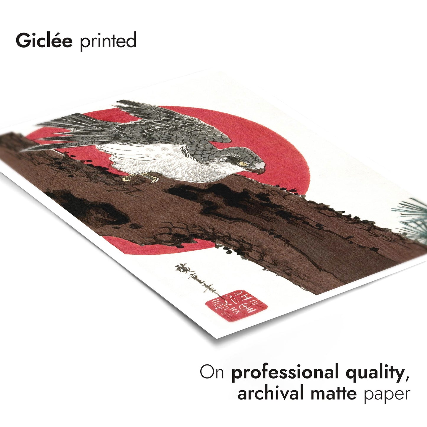 Habicht & Rote Sonne