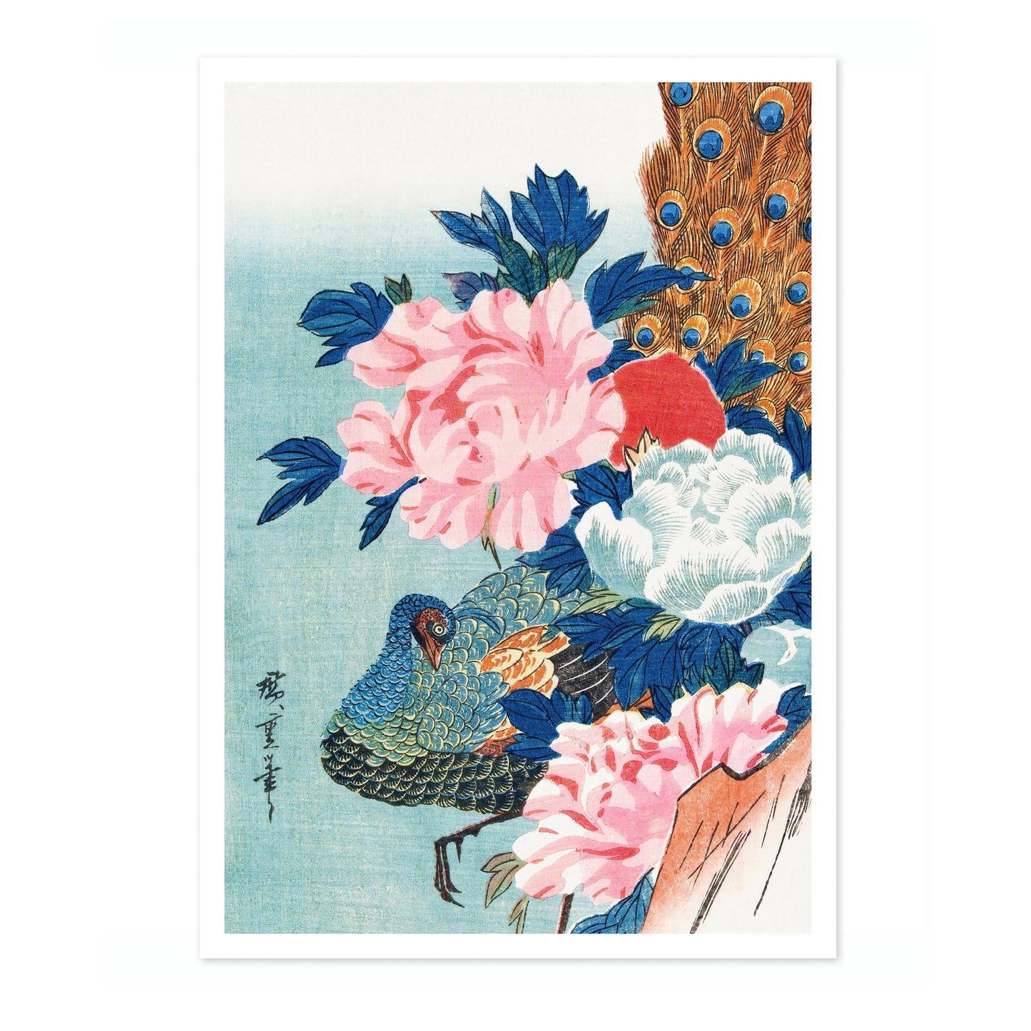 Peacock & Peonies