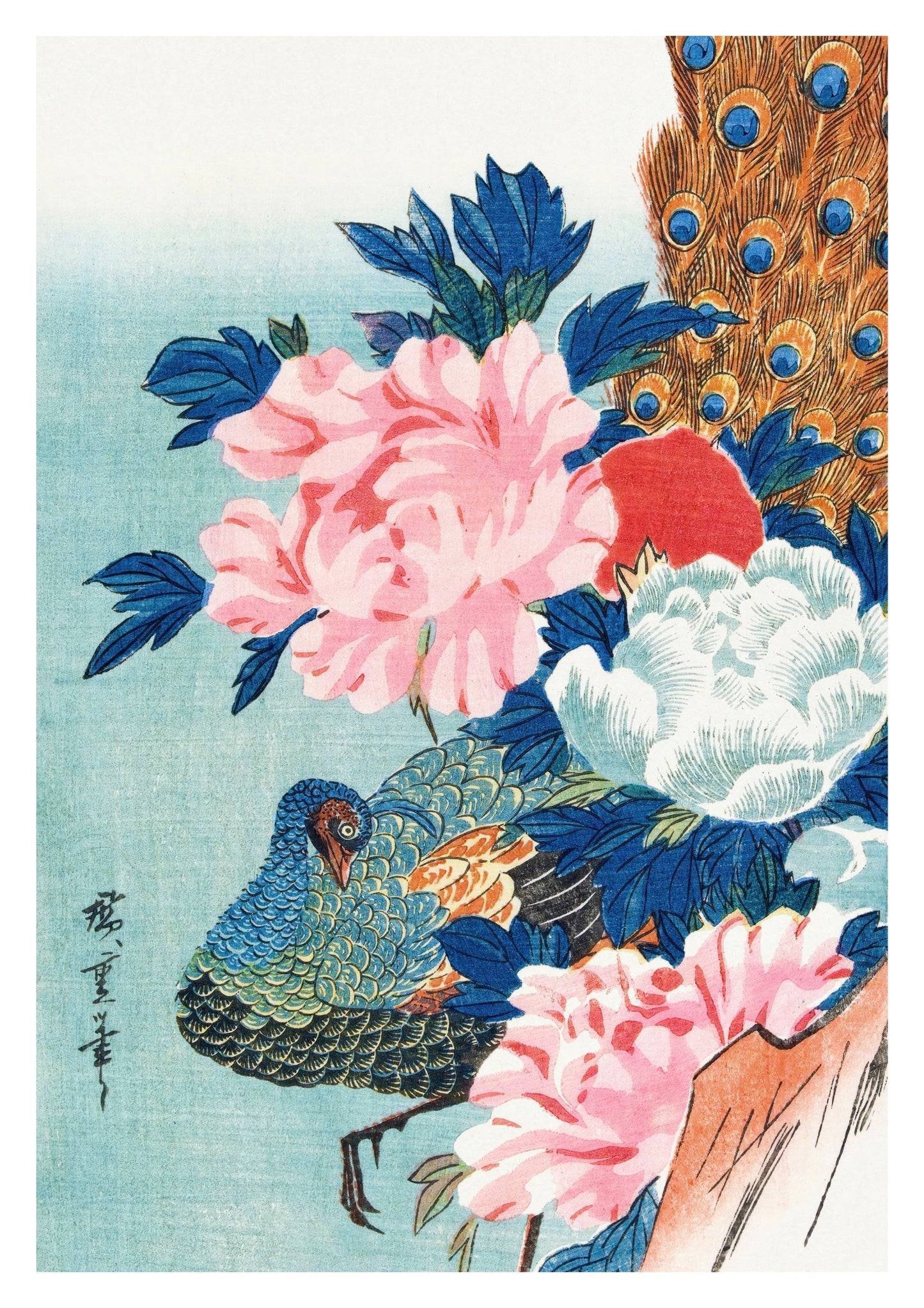 Peacock & Peonies