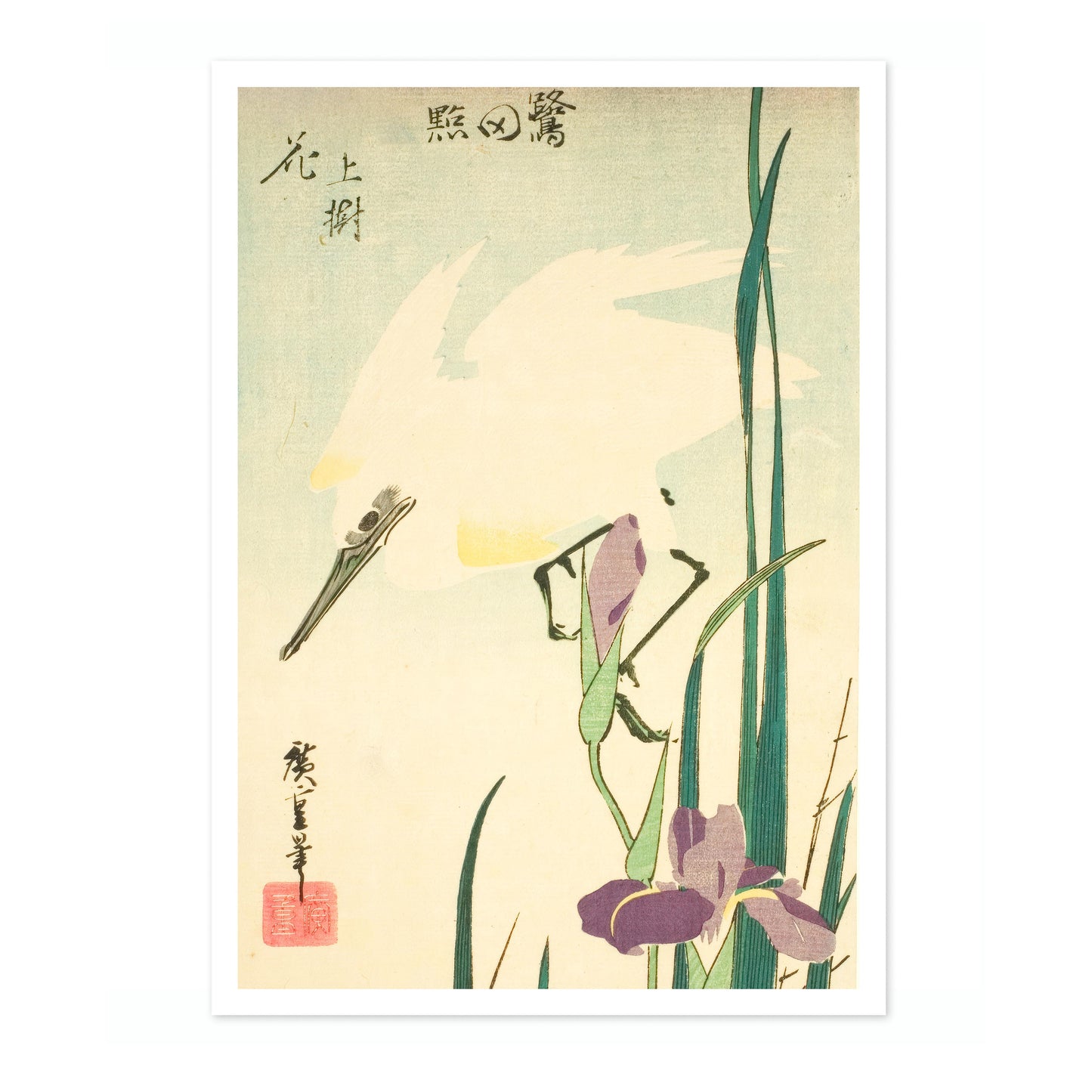  Héron blanc et iris