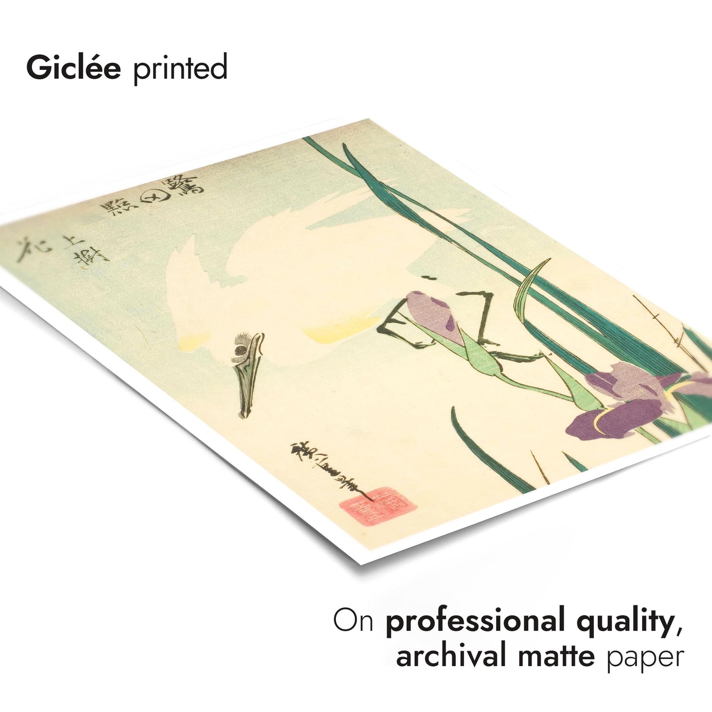  Héron blanc et iris