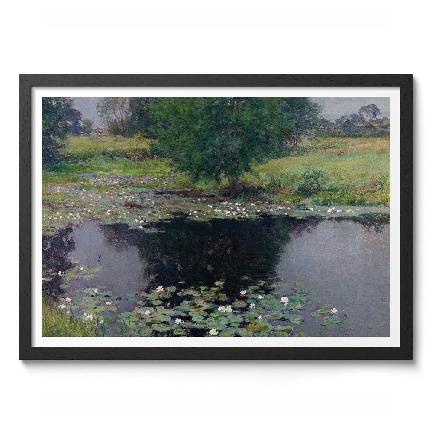 Pond Lilies