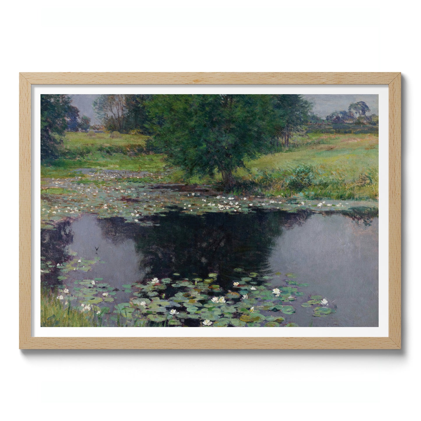 Pond Lilies