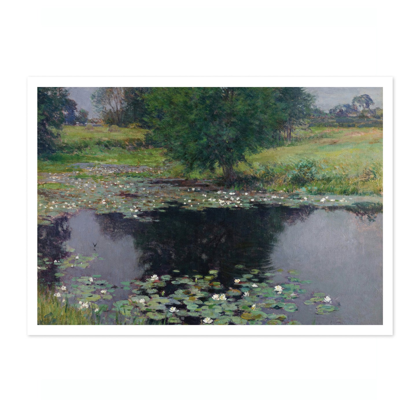 Pond Lilies