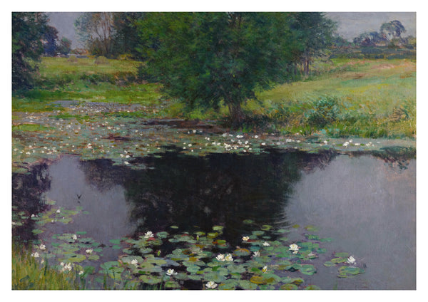 Pond Lilies