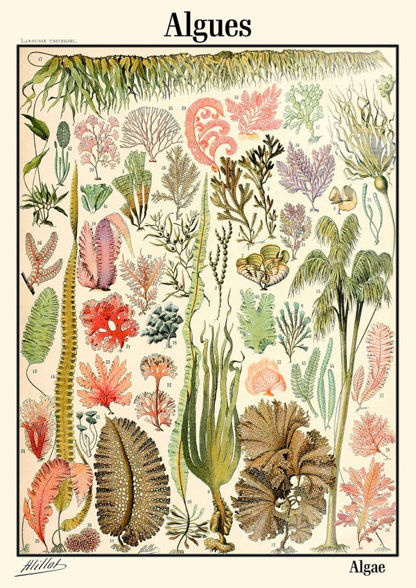 Algae by Adolphe Millot