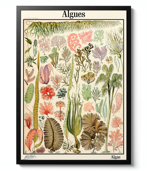Algae - Adolphe Millot