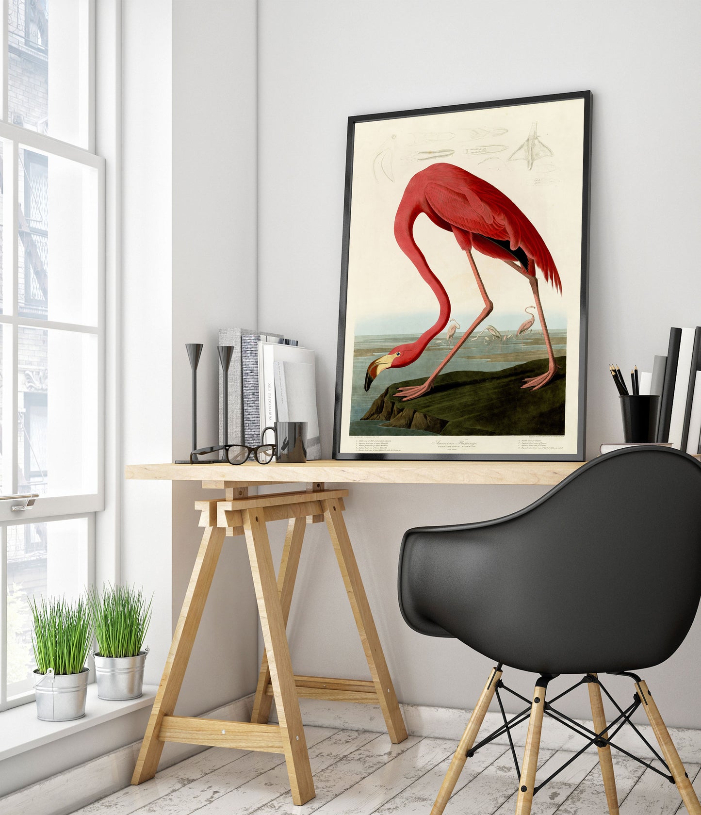 American Flamingo