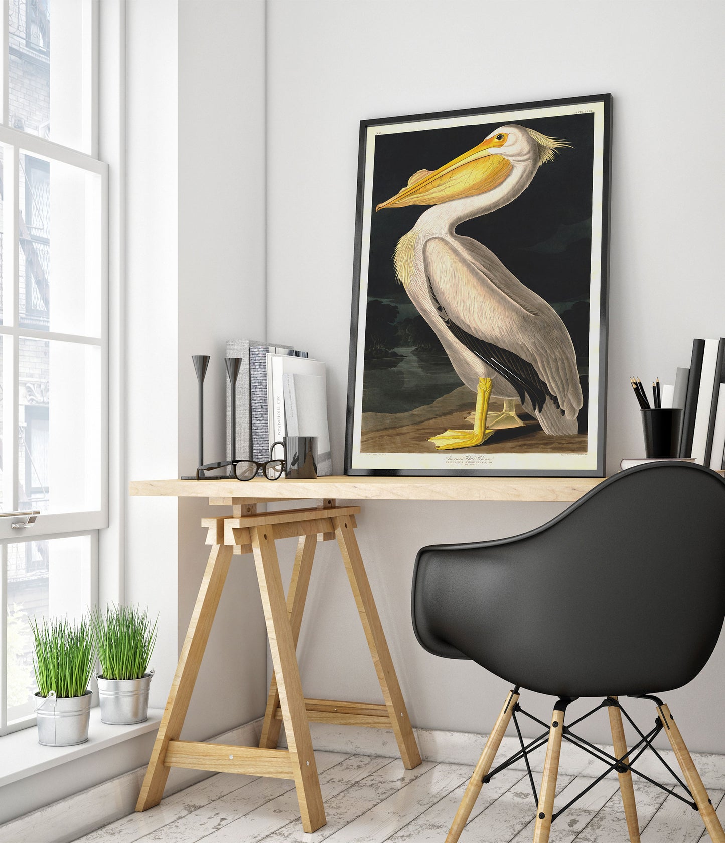 Pélican blanc américain