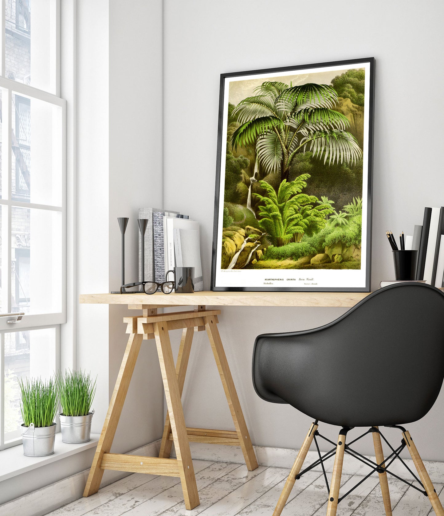 Acanthophoenix Crinita