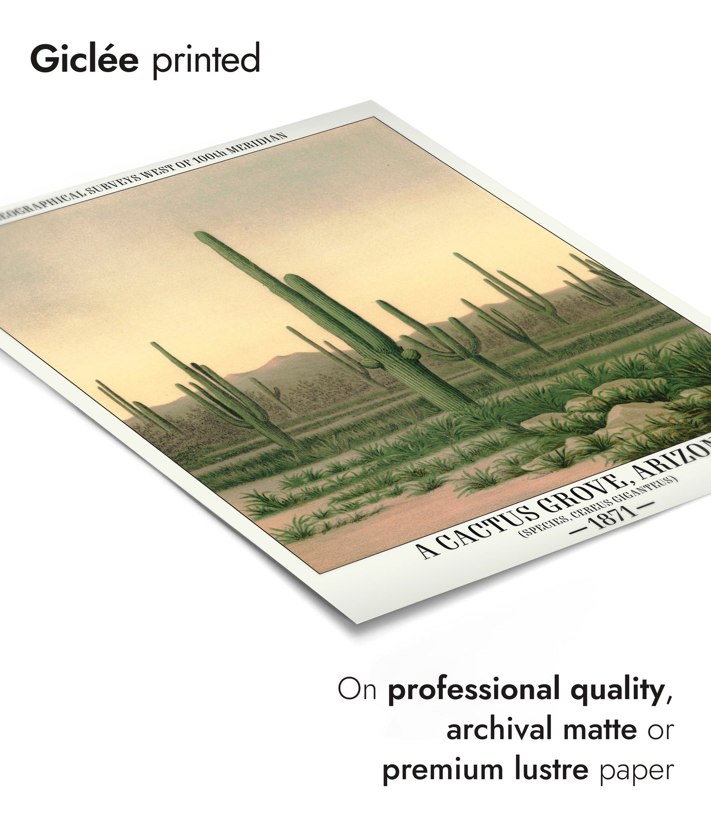 Un bosquet de cactus, Arizona