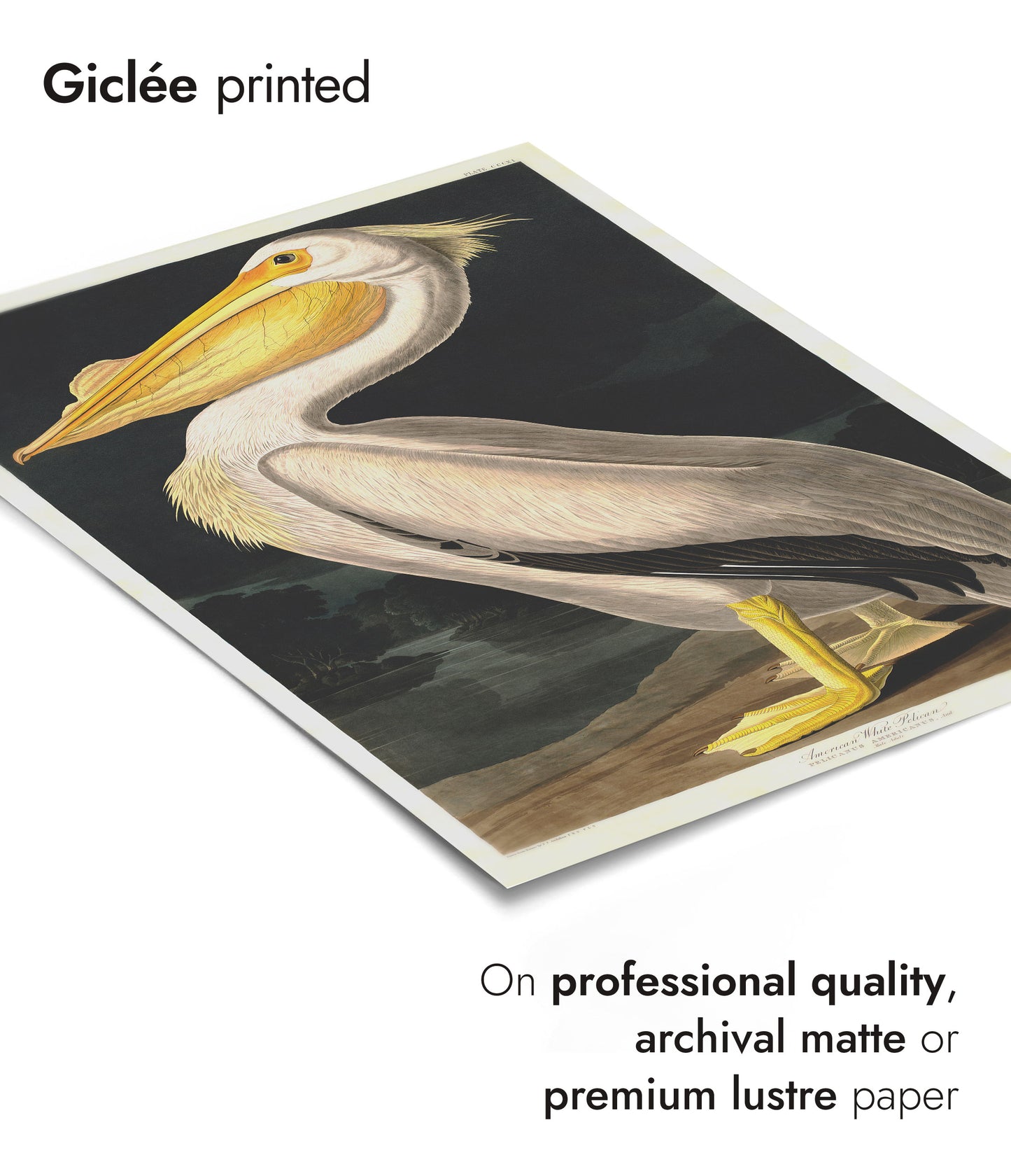 Pélican blanc américain