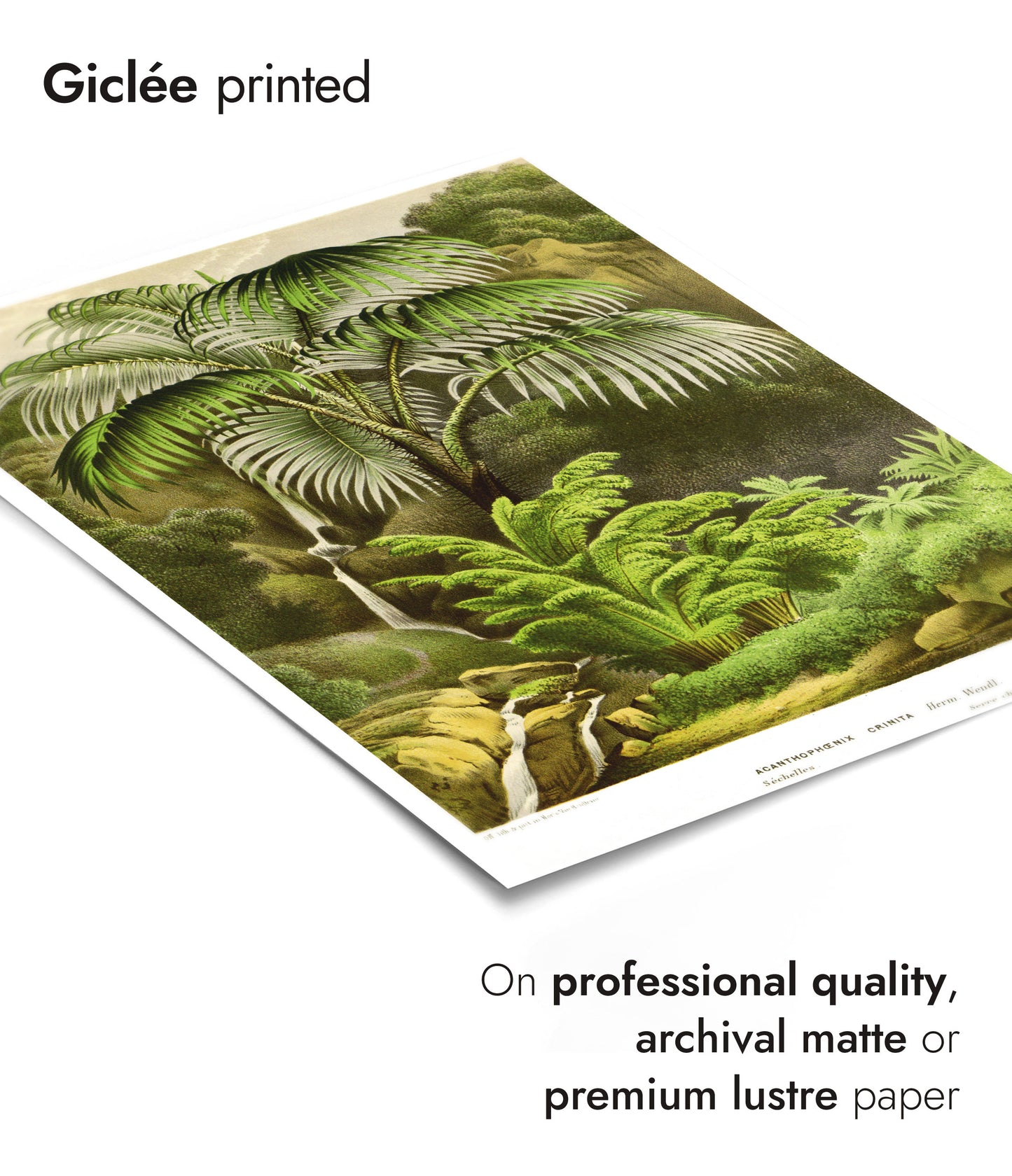 Acanthophoenix Crinita