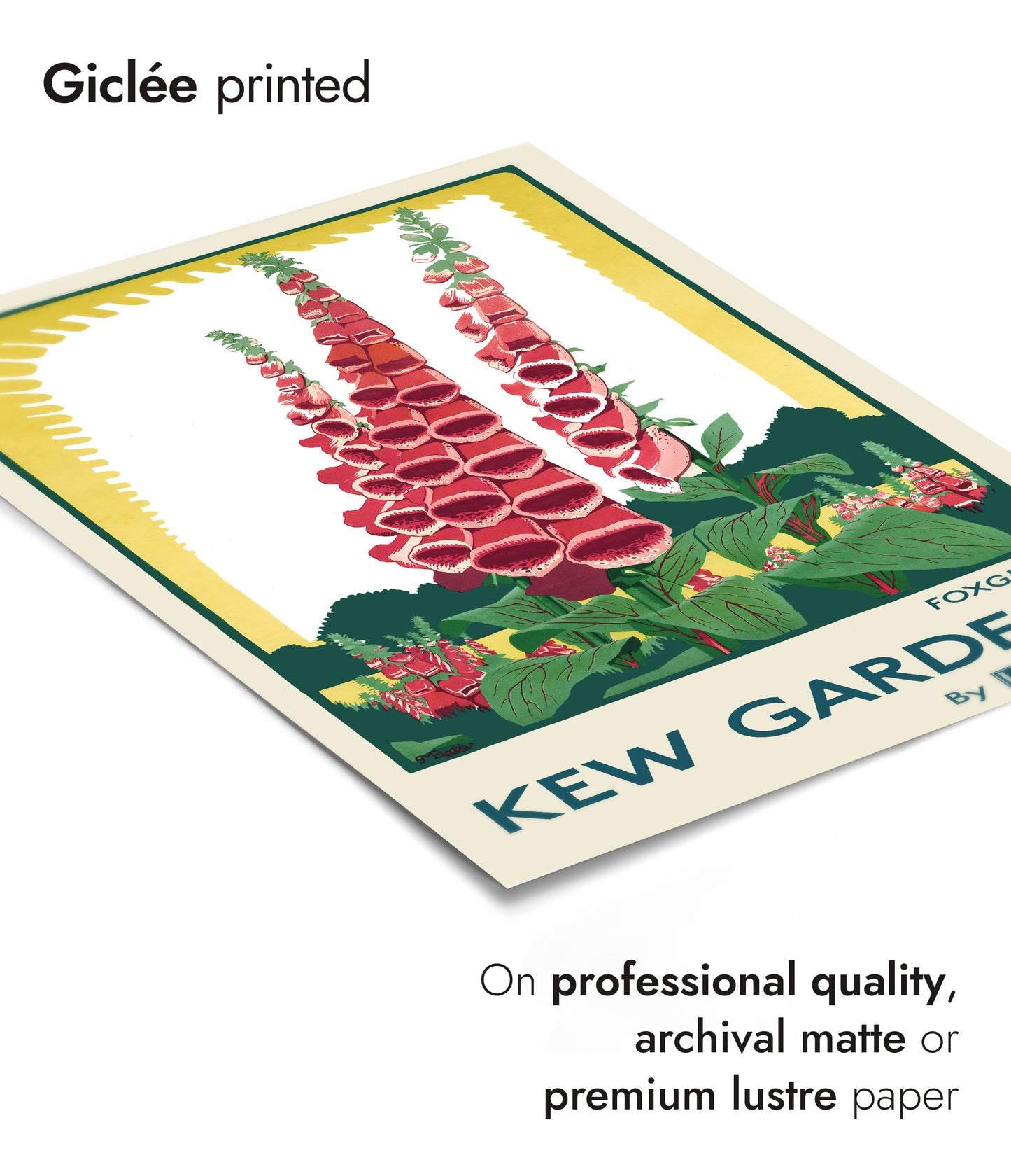 Kew Gardens, Foxgloves