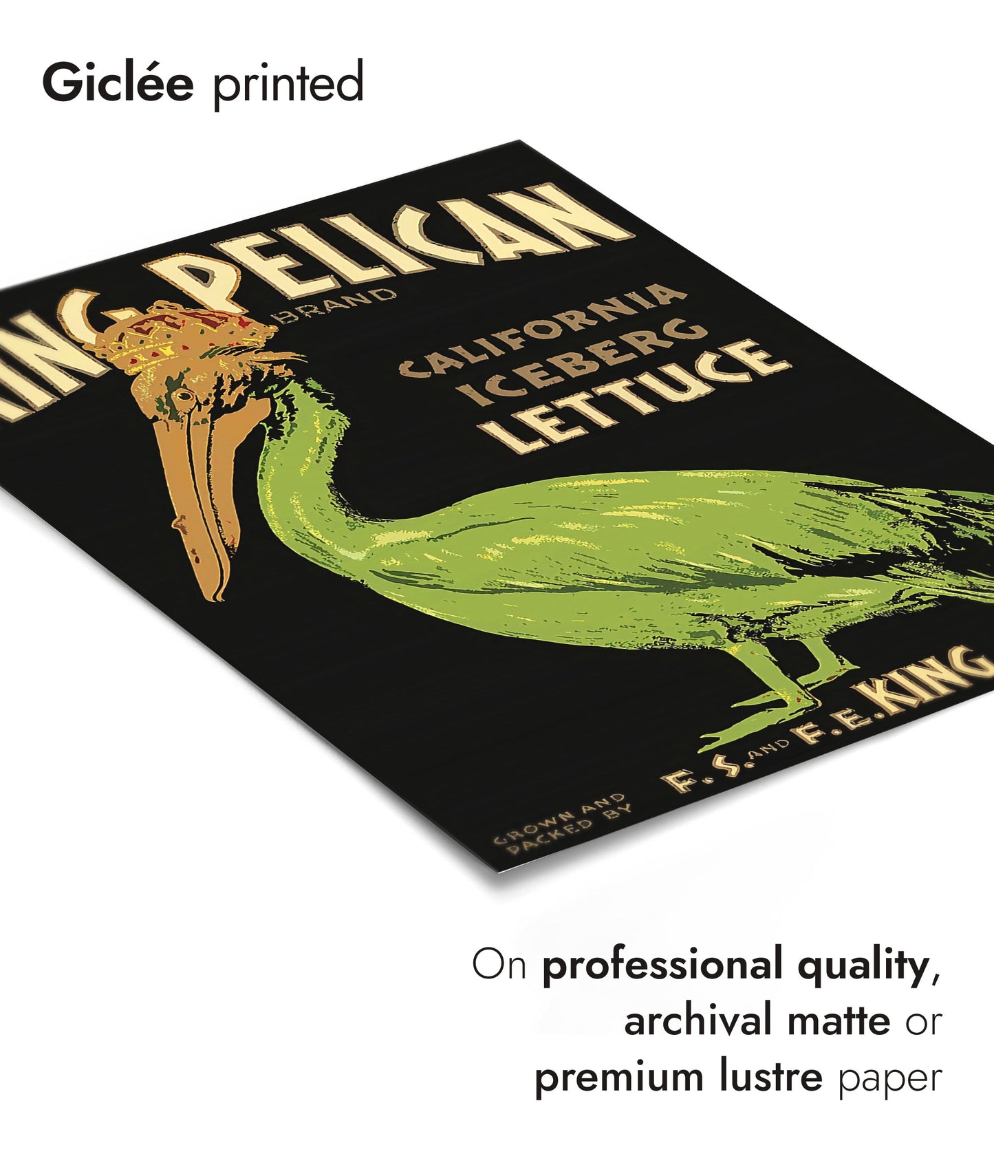 Laitue King Pélican