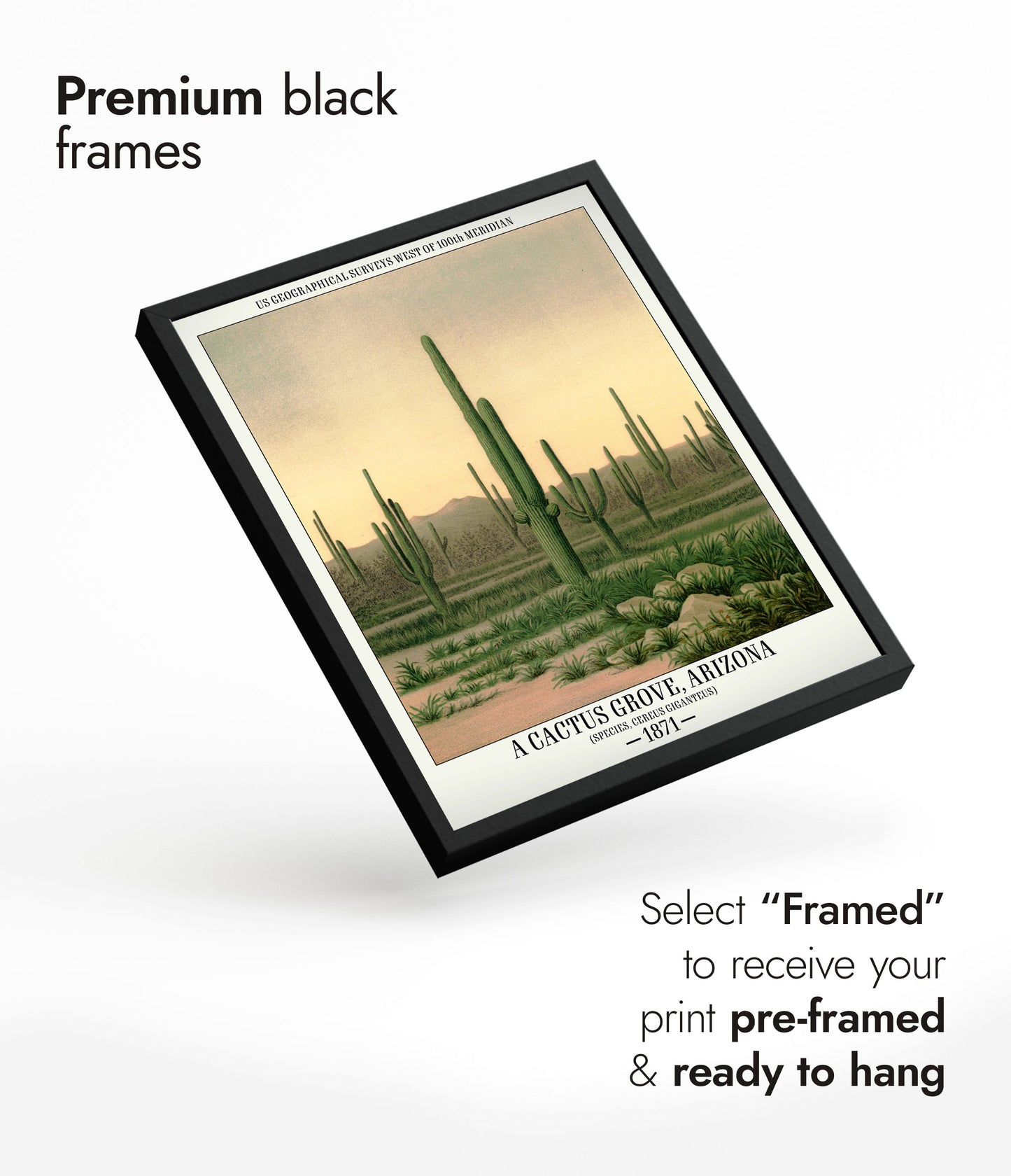 Un bosquet de cactus, Arizona