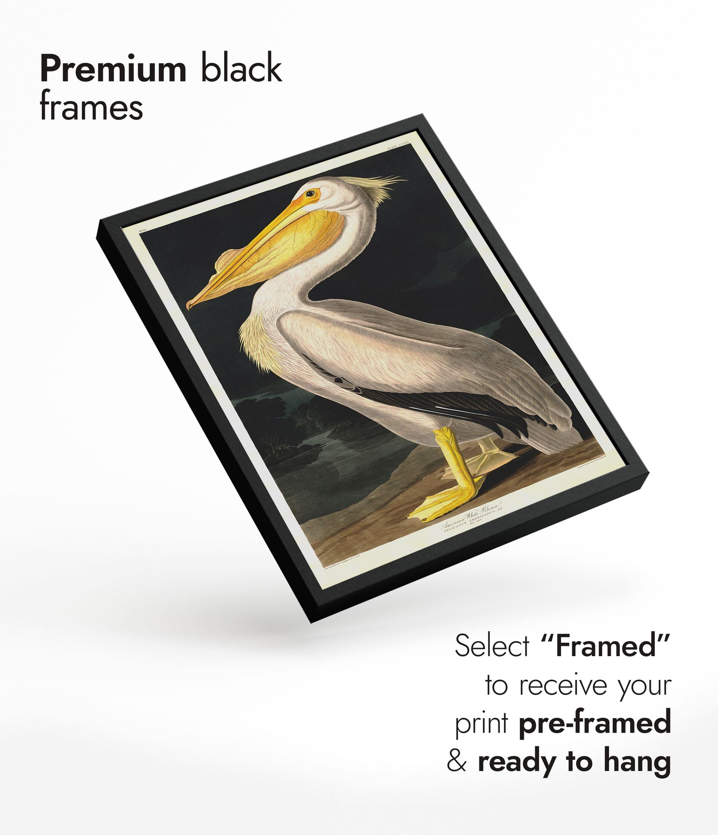 Pélican blanc américain