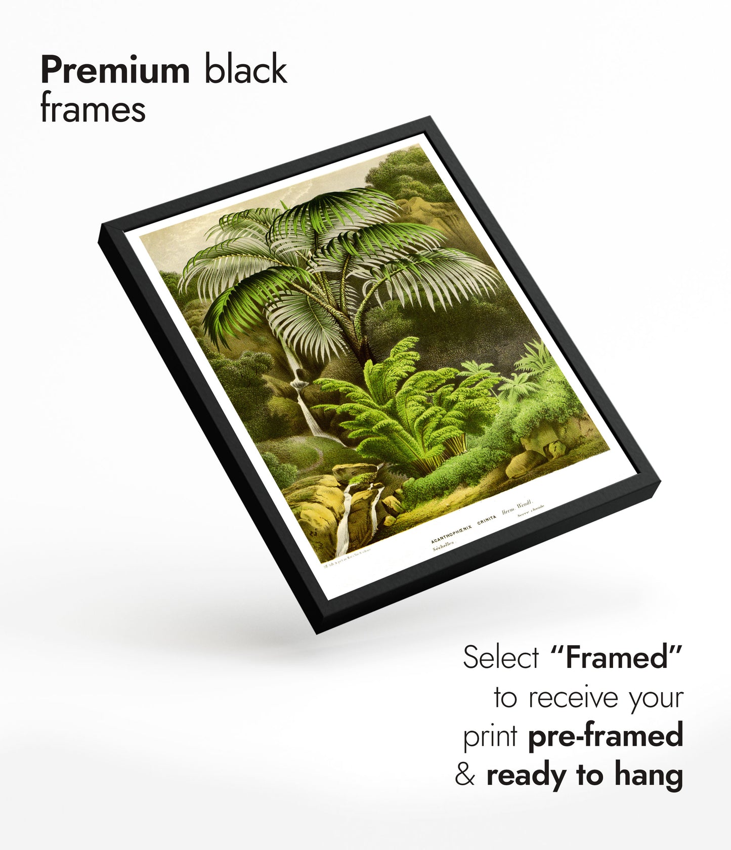 Acanthophoenix Crinita