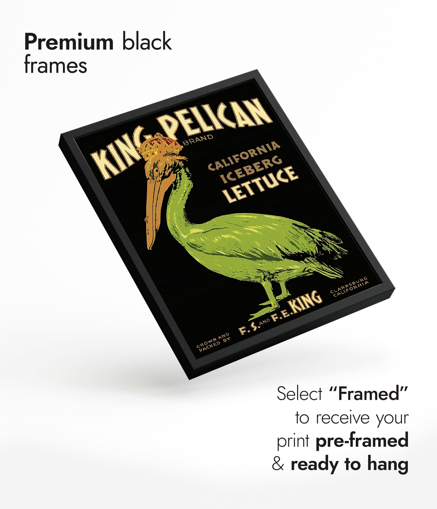 Laitue King Pélican