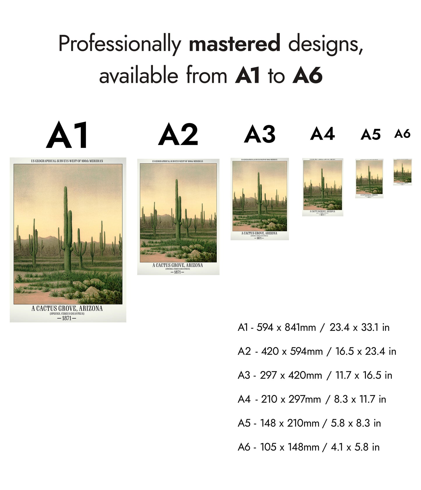 Un bosquet de cactus, Arizona