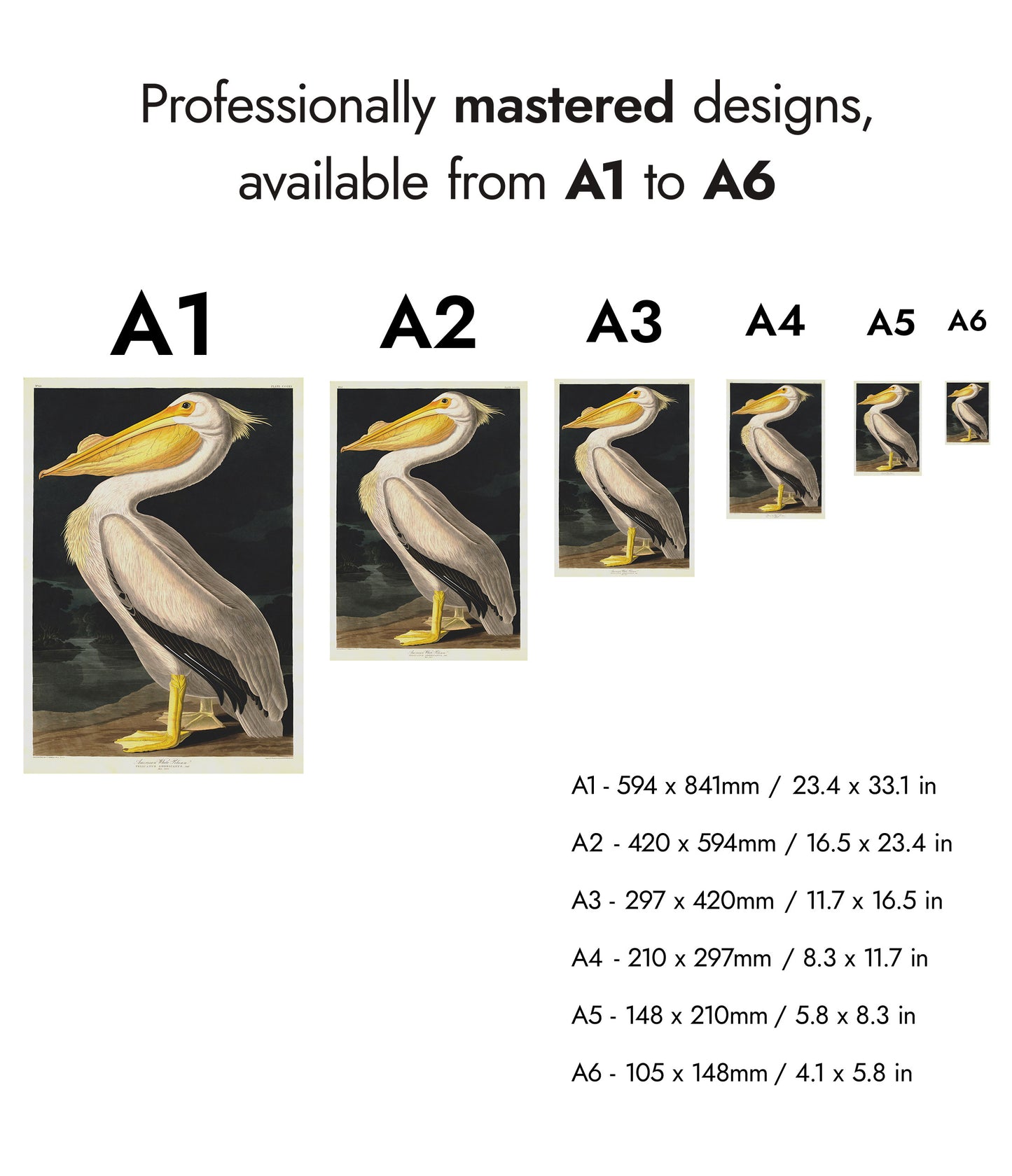 Pélican blanc américain