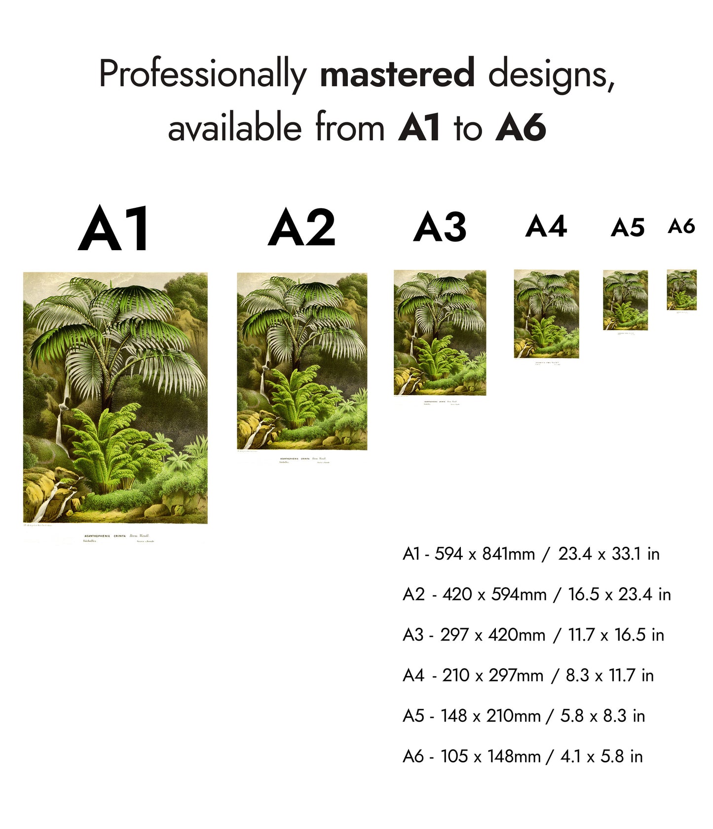Acanthophoenix Crinita