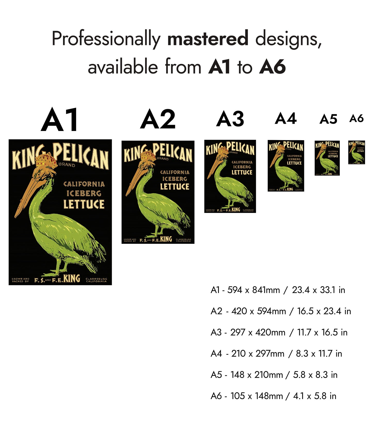 Laitue King Pélican