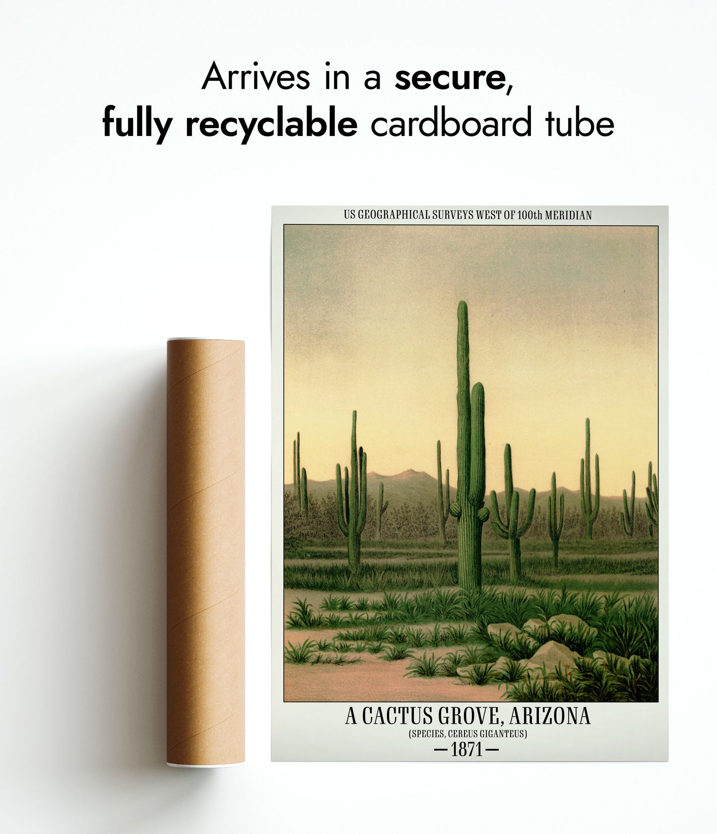 Un bosquet de cactus, Arizona